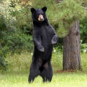 Meet your Posher, Jane